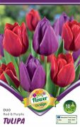  Tulipa Duo Red & Purple piros s lila tulipn virghagymk 2'