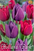  Tulipa Duo Red & Purple triumph tulipn virghagymk 2'