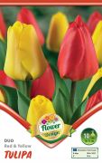 Tulipa Duo Red & Yellow piros s srga tulipn virghagymk 2'