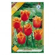  Tulipa Fringed Lambada Crispa tulipn virghagymk 3'