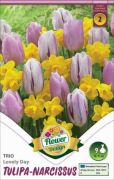  Tulipa-Narcissus Trio Lovely Day tulipn-nrcisz virghagymk