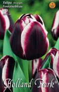  Tulipa Triumph Fontainebleau tulipn virghagymk 2'
