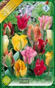  Tulipa Viridiflora Mixed vegyes viridiflra tulipn virghagymk 3'