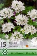  Triteleia White Triteleia hyacinthina csillaghagyma virghagymk 0'