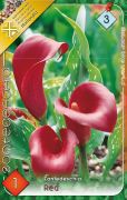  Zantedeschia Red piros kála, tölcsérvirág virághagyma 3'