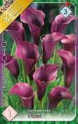  Zantedeschia Violet lila kála, tölcsérvirág virághagyma 3'