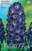  Hyacinthus Blue Magic jcint virghagymk 1'