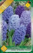  Hyacinthus Blue Shades mixed jcint virghagymk 1'