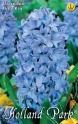 Hyacinthus Delfts Blue jcint virghagymk 1'