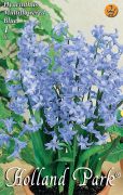  Hyacinthus Multiflowered Blue kk csokros jcint virghagyma 2'