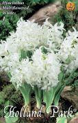  Hyacinthus Multiflowered White fehr csokros jcint virghagyma 2'