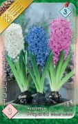 Hyacinthus Prepared indoor culture Mix vegyes preparlt jcint virghagymk 3'