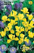  Iris Danfordiae risz virghagymk 1'