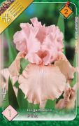  Iris germanica Pink rzsaszn risz virghagyma 2'