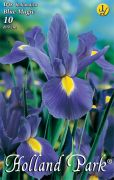  Iris hollandica Blue Magic kk risz virghagymk 1'