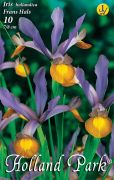  Iris hollandica Frans Hals írisz virághagymák 1'