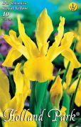  Iris hollandica Royal Yellow srga risz virghagymk 1'