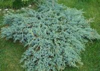  Juniperus  sq.'Blue  Carpet'  CLT10