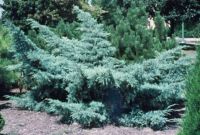  Juniperus  med.'Pfitz.Glauca'BONSAI