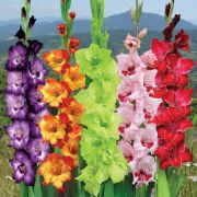  KIÁRUSÍTÁS! tavaszi virághagymások és gumósok -50%