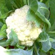  Brassica all year round karfiol palnta tlcban