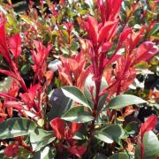  Photinia  fr.'Carre  Rouge'  CLT15