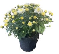  Chrysanthemum fehér krizantém 12 cm-es cserépben kb. 10 cm magas
