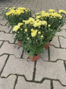  Chrysanthemum sárga krizantém 10 cm-es cserépben kb. 20 cm magas