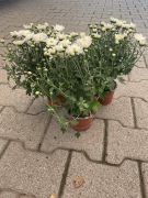  Chrysanthemum fehér krizantém 10 cm-es cserépben kb. 20 cm magas
