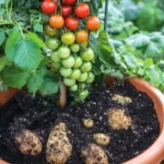 Oázis krumplicsom burgonyára oltott koktélparadicsom palánta 17-es cserépben