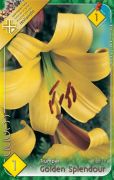 Lilium Trumpet Golden Splendour trombitavirg liliom virghagyma 1'