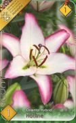  Lilium Oriental hybrid Hotline liliom virghagyma 1'
