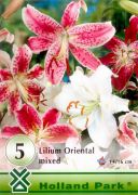  Lilium Oriental Mixed vegyes liliom virghagyma 1'