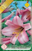  Lilium Trumpet Pink Perfection trombitavirg liliom virghagyma 1'