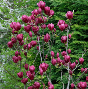  Magnolia  'Genie'CLT30  125/150