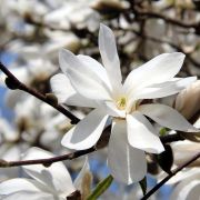 Magnolia  loebneri  'Merrill'  CLT18