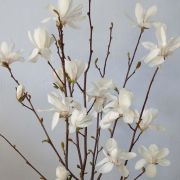  Magnolia Loebneri Merrill liliomfa 2 literes kontnerben