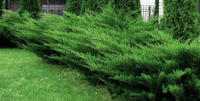  Terl borka Juniperus Chin. 'Mint Julep' CLT20