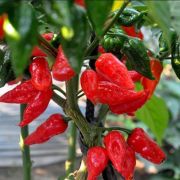 Oázis Naga Jolokia szellem chili paprika palánta 12 cm-es cserépben