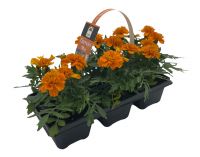 Oázis narancssárga bársonyvirág, 6 db pakkban (szállítás kb. Április 5-től) P