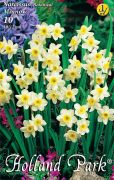  Narcissus Botanical Minnow nrcisz virghagymk 1'