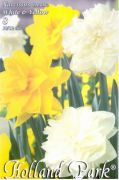  Narcissus Duo Double White-Yellow nrcisz virghagymk