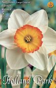  Narcissus Large Cupped Flower Record nrcisz virghagymk 2'