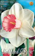  Narcissus Large Cupped Salome nrcisz virghagymk 2'