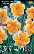  Narcissus Split Corona Orangery nrcisz virghagymk 2'