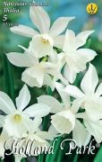  Narcissus Triandrus Thalia nrcisz virghagymk 1'