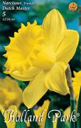  Narcissus Trumpet Dutch Master nrcisz virghagymk 2'