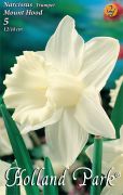  Narcissus Trumpet Mount Hood nrcisz virghagymk 2'