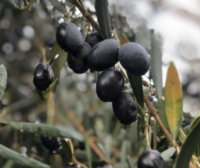  Magastörzsű olajfa Olea Europea Leccino CLT10 törzses