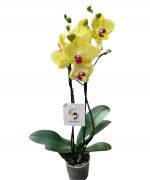  Phalaenopsis orchidea 12 cm-es cserépben, kb. 35 cm magas
